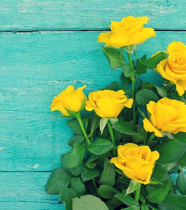 10 schöne gelbe Rosen, die echte Freundschaft symbolisieren