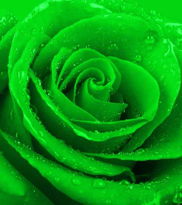 Top 10 rosas verdes más hermosas