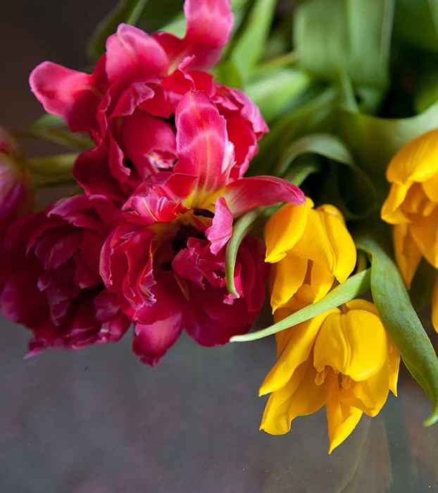 Top 25 flores de tulipán más hermosas