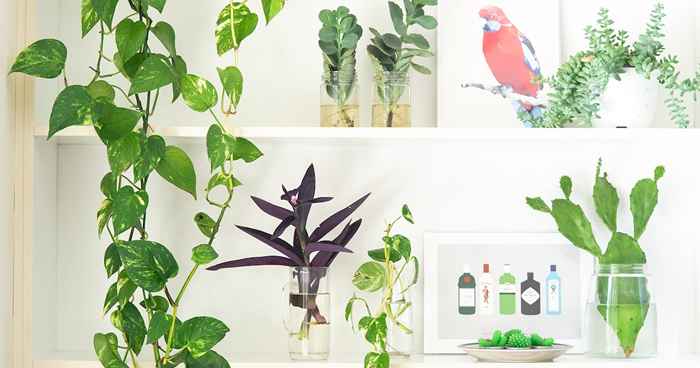 La pianta d'appartamento che dovresti acquistare dopo, secondo il tuo enneagram