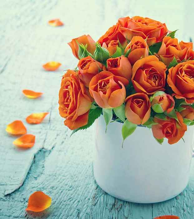 10 schönste orangefarbene Rosen für Ihren Garten