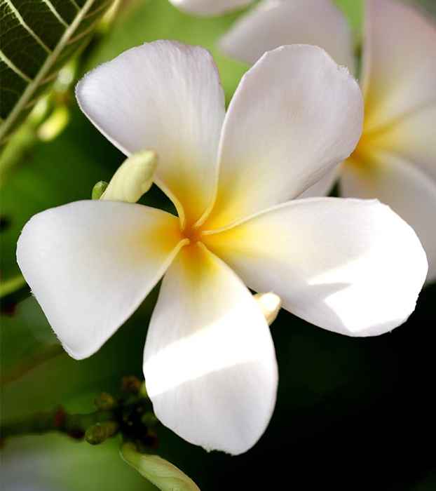 Top 25 schönste weiße Blumen